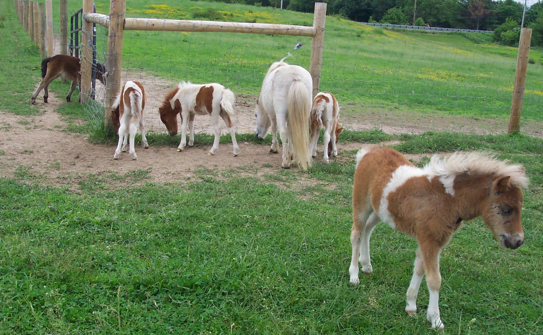 foals20142.jpg
